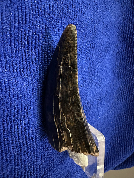 3” Maxillary T. rex Tooth (around the curve) with Amazing Serrations and Beautiful Patina