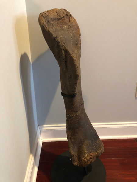 Suuwassea Humerus Fossil Bone on Stand
