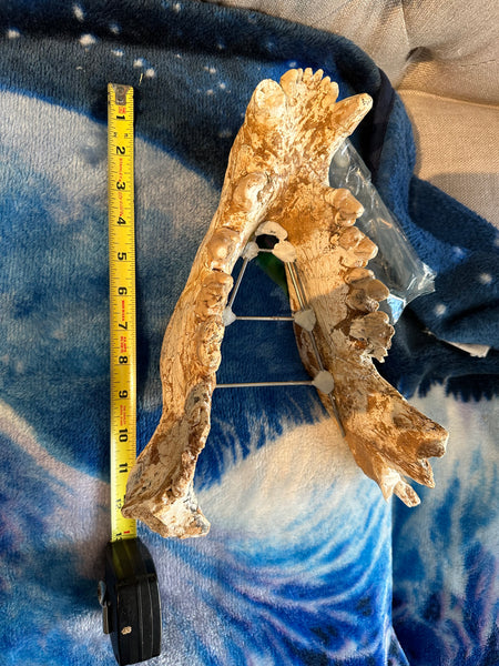 HUGE Dinocrocuta gigantea Skull and Jaw