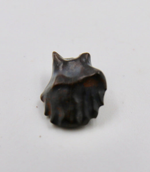Top View of a Edmontonia tooth Fossil