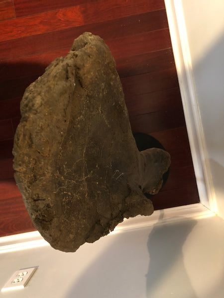 Suuwassea Humerus Fossil Bone on Stand