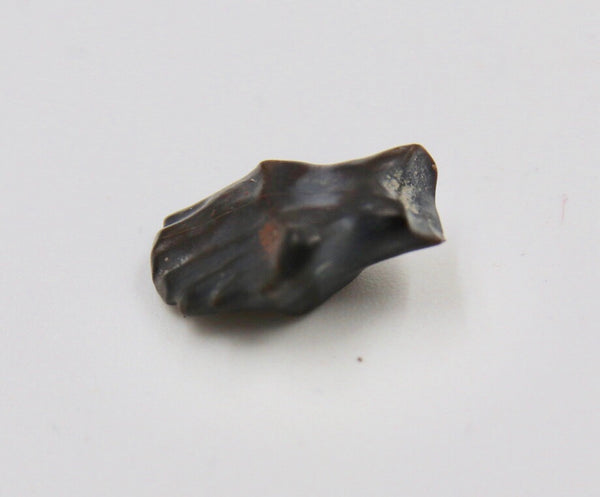 Edmontonia Tooth Fossil