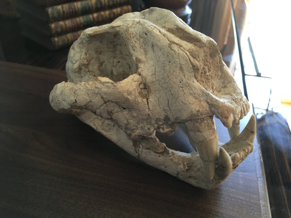 Saber Toothed Cat Skull with 1.5" Sabers